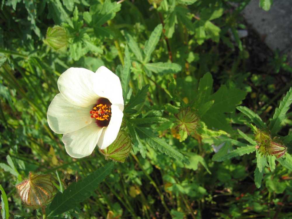 Hibiscus trionum (Stunden-Roseneibisch)